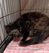 adoptable Cat in , FL named LILLY