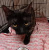 adoptable Cat in , FL named GRACE