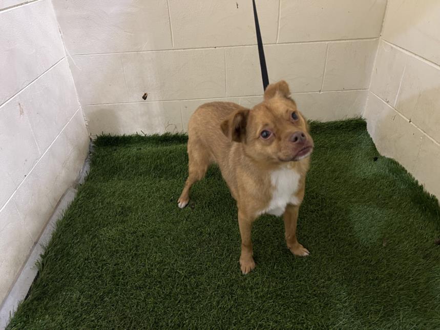 adoptable Dog in JPV, FL named A1207058