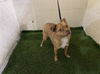 adoptable Dog in , FL named A1207058