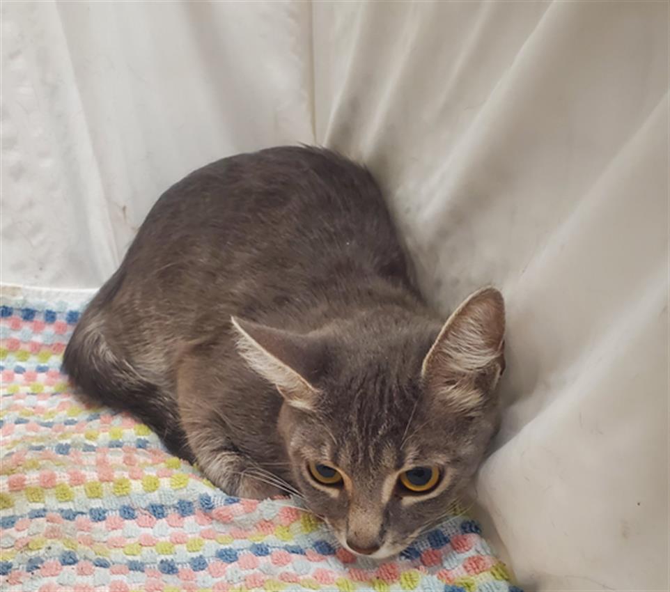 adoptable Cat in JPV, FL named A1208104