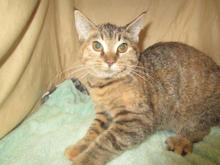 adoptable Cat in JPV, FL named MARY