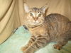 adoptable Cat in jpv, FL named MARY