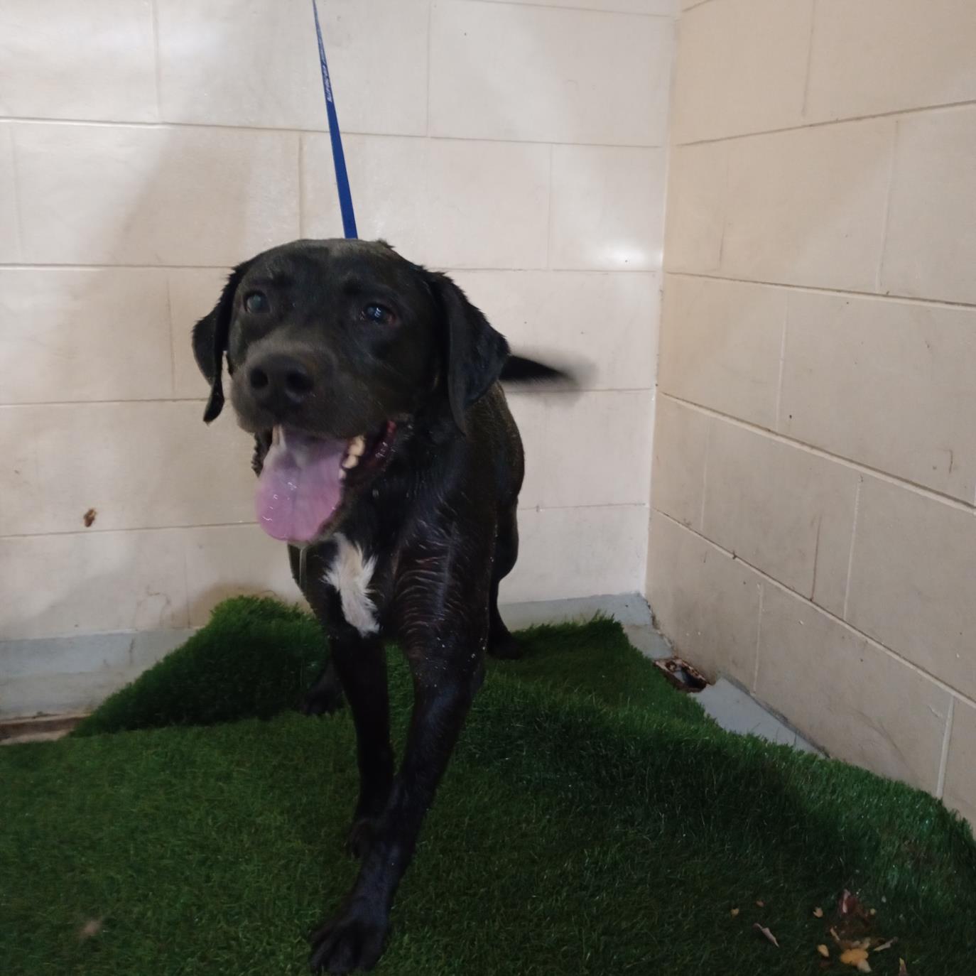 adoptable Dog in JPV, FL named A1207128