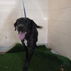 adoptable Dog in jpv, FL named A1207128