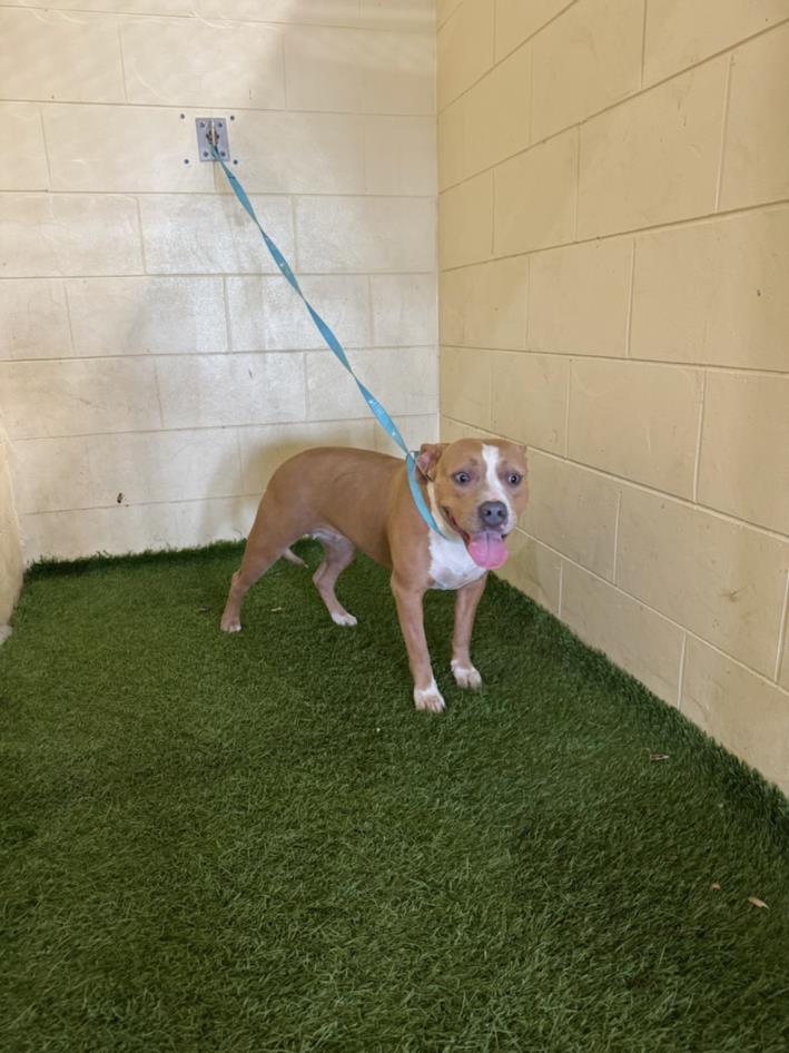 adoptable Dog in JPV, FL named A1207462