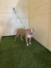 adoptable Dog in jpv, FL named A1207462