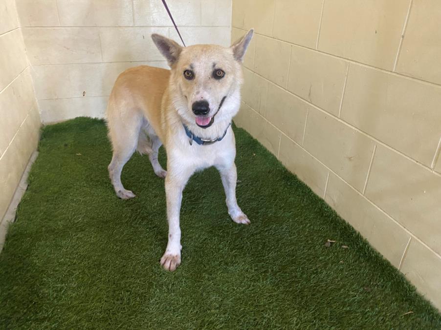 adoptable Dog in JPV, FL named A1207836