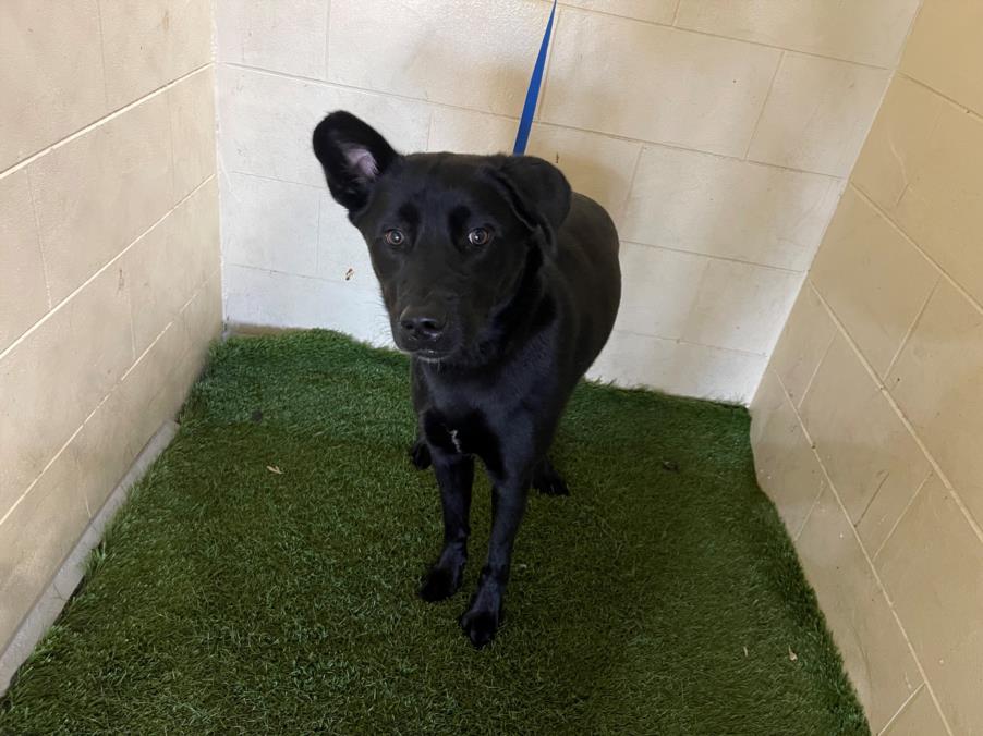 adoptable Dog in JPV, FL named A1207855