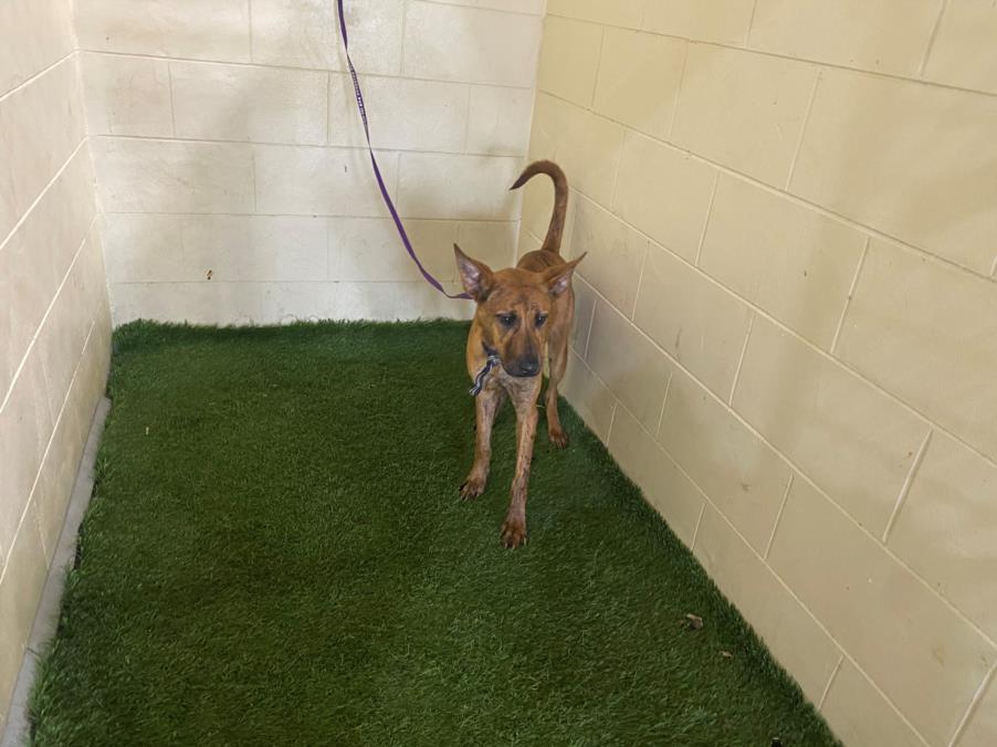 adoptable Dog in JPV, FL named A1208091