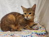 adoptable Cat in jpv, FL named ROSE