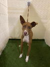 adoptable Dog in jpv, FL named RUBY