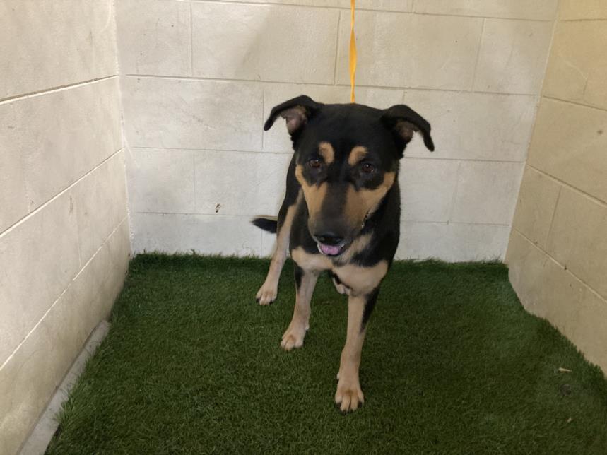 adoptable Dog in JPV, FL named A1208570