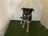 adoptable Dog in jpv, FL named A1208570