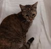 adoptable Cat in jpv, FL named SCULLY