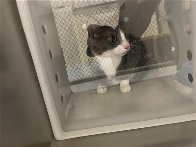 adoptable Cat in JPV, FL named CALAMITY