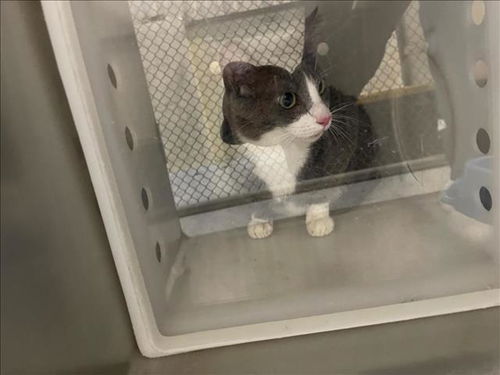 picture of the cat needing adoption