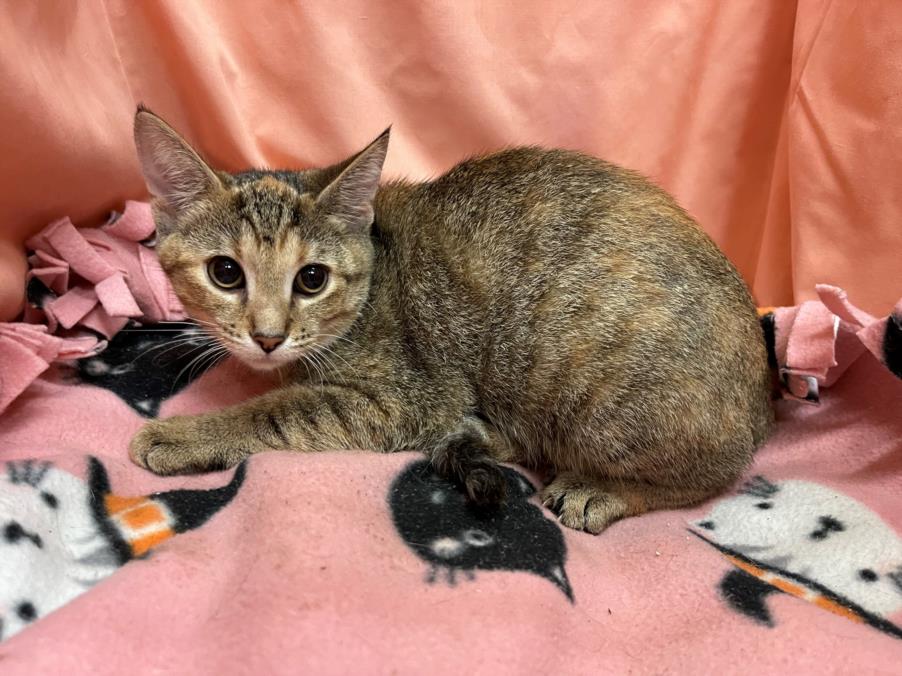 adoptable Cat in JPV, FL named SCRABBLE