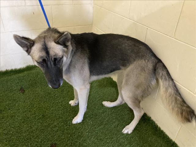 adoptable Dog in JPV, FL named A1206303