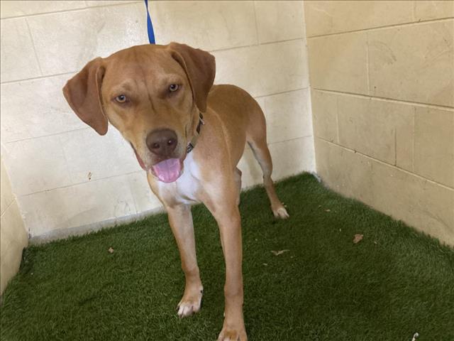 adoptable Dog in JPV, FL named A1208713