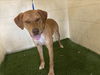 adoptable Dog in jpv, FL named A1208713