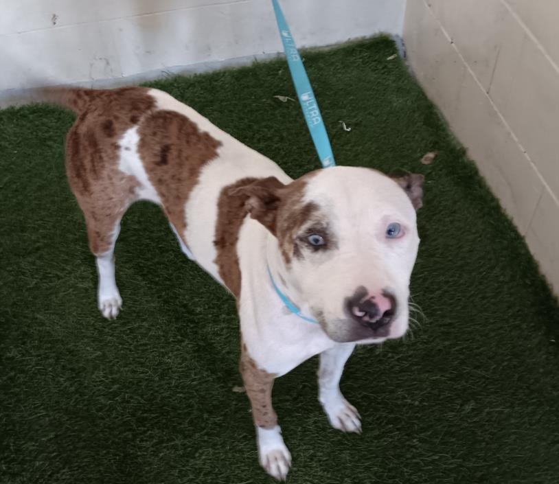 adoptable Dog in JPV, FL named RORY