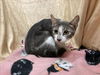 adoptable Cat in jpv, FL named LILLY