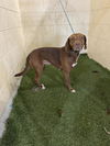 adoptable Dog in jpv, FL named MADI