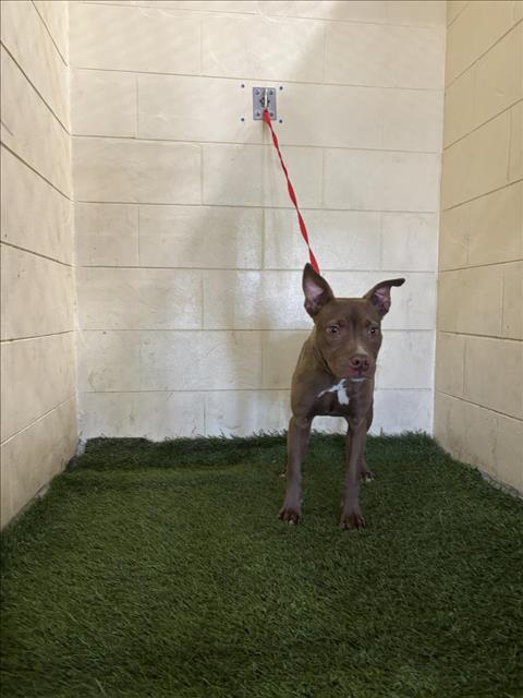 picture of the dog needing adoption