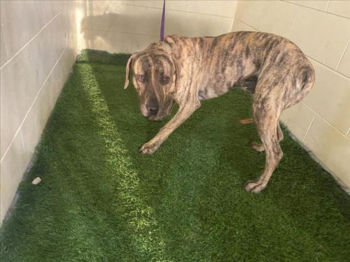 picture of the dog needing adoption