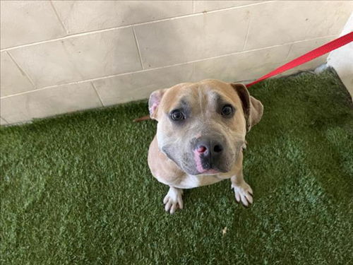 picture of the dog needing adoption