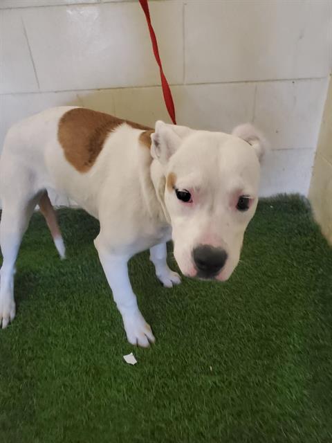picture of the dog needing adoption