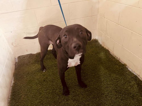 picture of the dog needing adoption