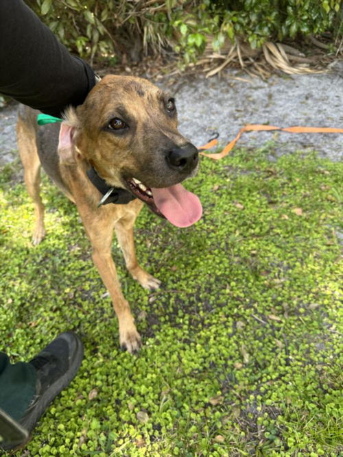 picture of the dog needing adoption