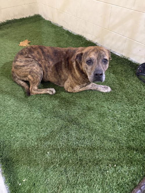 picture of the dog needing adoption
