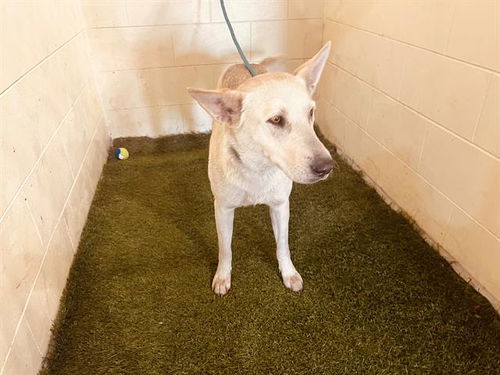 picture of the dog needing adoption