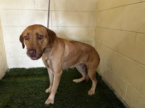 picture of the dog needing adoption