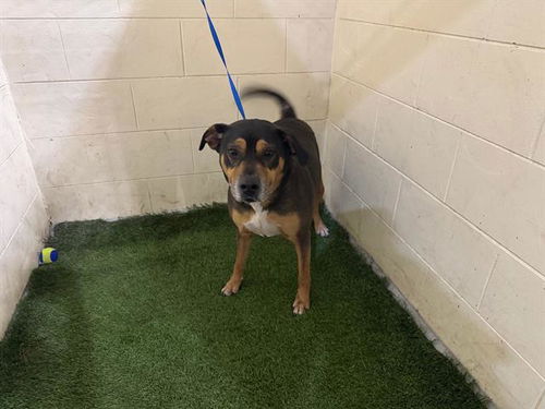 picture of the dog needing adoption