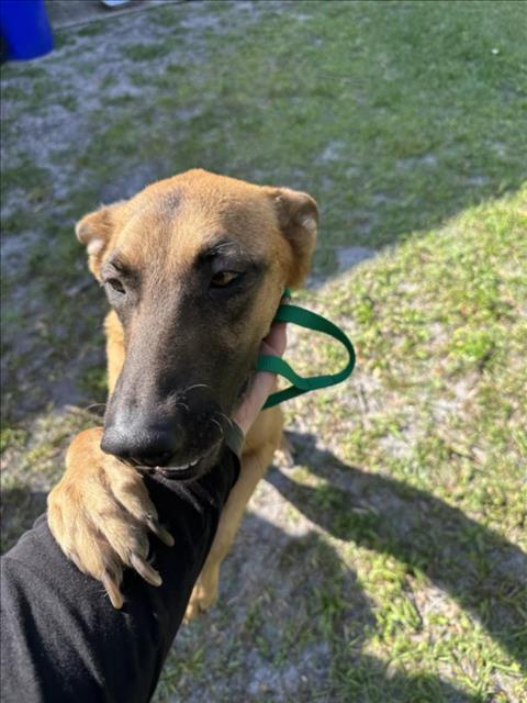 picture of the dog needing adoption