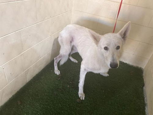 picture of the dog needing adoption