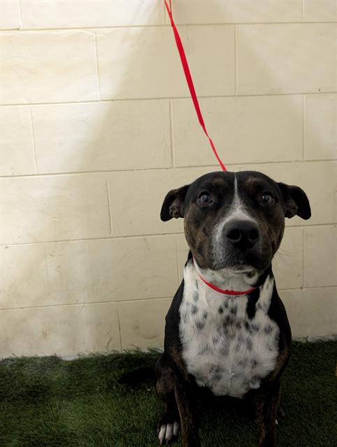picture of the dog needing adoption