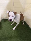 adoptable Dog in , FL named BO