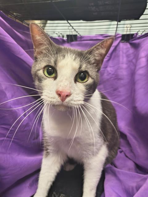 adoptable Cat in JPV, FL named HARRY