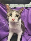 adoptable Cat in jpv, FL named HARRY