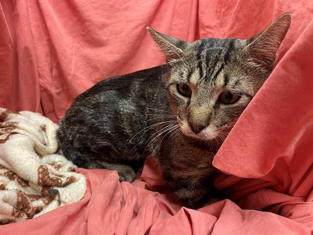 adoptable Cat in JPV, FL named TABOO