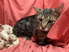 adoptable Cat in jpv, FL named TABOO