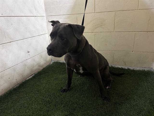 adoptable Dog in JPV, FL named LETTY