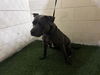 adoptable Dog in  named LETTY