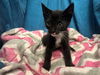 adoptable Cat in  named A1233321