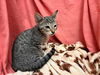 adoptable Cat in  named SKY